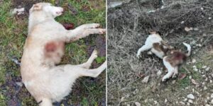 Mjesna zajednica najavila odstrjel pasa, pa obrisala objavu: Ko brutalno ubija pse i mačke u Gračanici? 1f158975-3a86-4caa-8031-a68635809c3d-1000x600-1